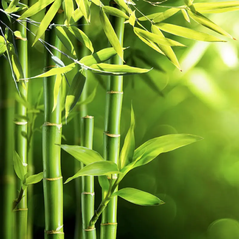 natural bamboo sustainable eco friendly material